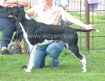 1st Junior Dog